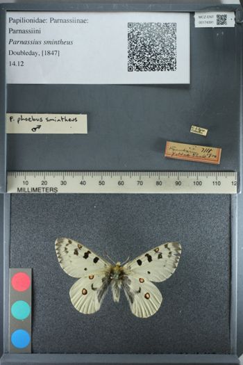 Media type: image;   Entomology 174391